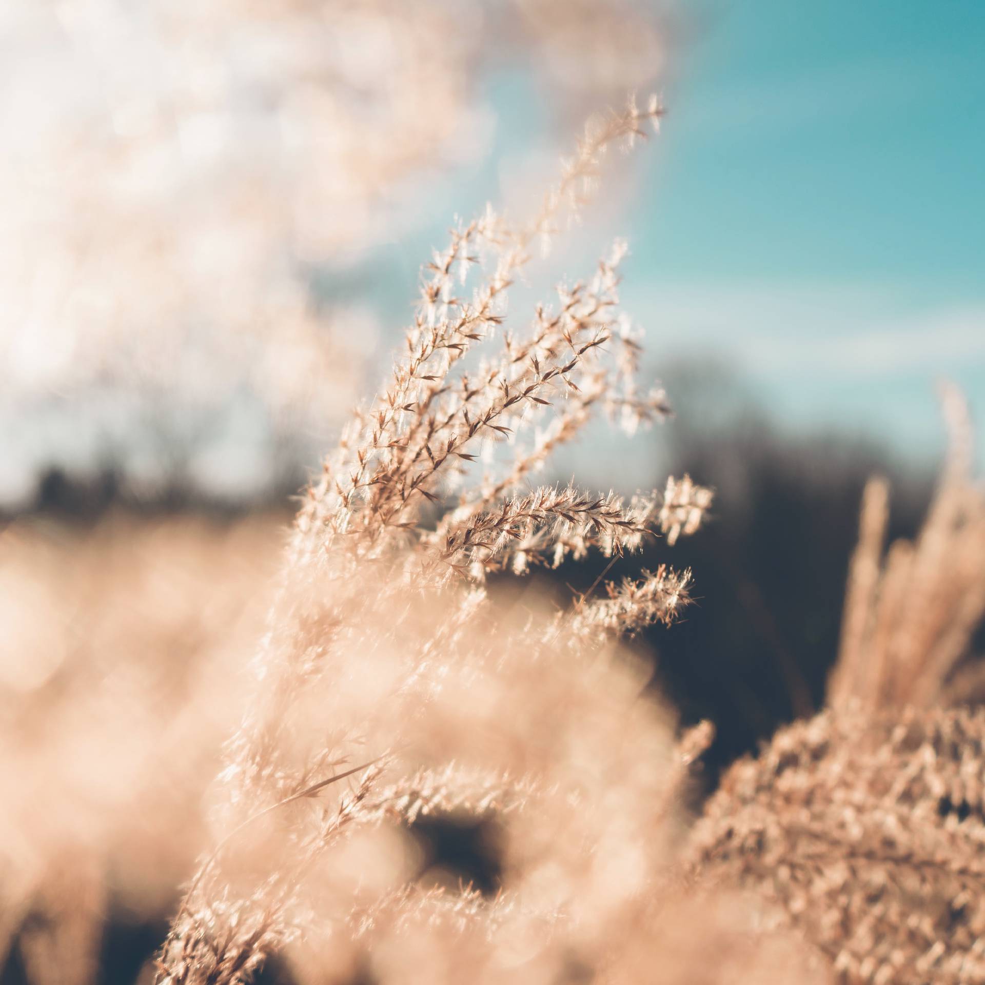 Dried Grass in the breeze